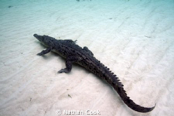 This Croc was hanging out near our boat during our surfac... by Nathan Cook 